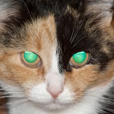 The color of a cat's eyes will depend on the levels of melanin that have been passed onto them in genes from their mother and father cats. What Causes Green Eye In Animal Photographs