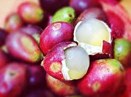 Buah Matoa West Papua Indonesia Nutrisi Buah Indonesia