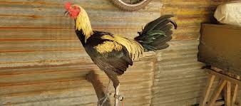 Ketahuilah secara fisik memang ayam peru lebih besar dibandingkan dengan jenis ayam yang lainnya. Sabung Ayam Pisau Peru