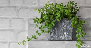 A species with lengthy soft stems that may intertwine and weave in and out of each other, producing many small rounded leaves, thick and soft. Peperomia Rotundifolia Care Learn Tips On Growing Trailing Jade