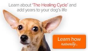 The Right Raw Bones Can Save Your Dog S Teeth And Thousands In Dental Care Dr Dobias Natural Healing Dogs Diabetic Dog Holistic Dog