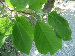 Its common name, cucumber magnolia, refers to the shape and color of the fruits when they are young. Magnolia Acuminata Cucumber Magnolia Cucumber Tree Cucumber Tree Cucumbertree Magnolia North Carolina Extension Gardener Plant Toolbox