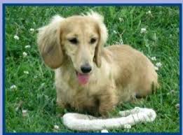 Maybe you would like to learn more about one of these? Merrywind Teckels Dachshund Colors Coats And Patterns