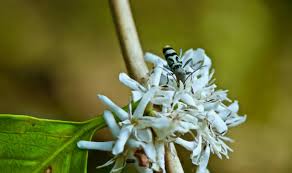 Image result for Erythrocephalum albiflorum