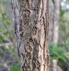 Image result for Melaleuca hypericifolia