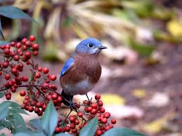 Birds Of North Georgia Pictures Berry Blue Bluebird In North Georgia Blue Bird Bird Feathers Birds