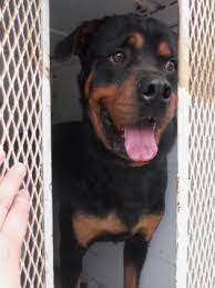 Why buy a rottweiler puppy for sale if you can adopt and save a life? Urgent Kill Shelter Adopt Revis A Lovely Rottweiler Mix Available For Adoption At Madera County Animal Shelter Rottweiler Rottweiler Facts Rottweiler Mix