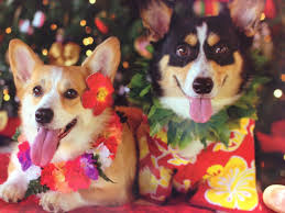 we won a trip to the islands dogs pets corgis facebook com sodoggonefunny welpen tiere