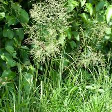 Image result for Sporobolus agrostoides