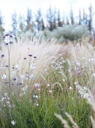 Catananche columbine coneflower coreopsis daisy delphinium digitalis echinacea foxglove gaillardia hollyhock gaura lavender lupine penstemon primrose rudbeckia. How Karen Rhind Started Again With A Lavender Farm And Dry Garden In Central Otago