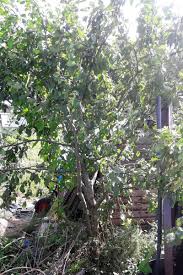 Image result for pruning plum trees