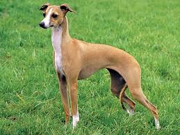 May not reach mental maturity until this period : What S The Difference Between The Italian Greyhound And The Whippet Modern Dog Magazine