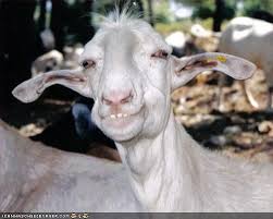 Funny Looking Goat Funny Animals Goats Funny Animals
