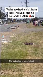 Neil the juvenile elephant seal has a run-in with the fuzz