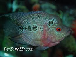 Short Body Red Dragon Flowerhorn Shortbodyflowerhorn Reddragon Flowerhorn Cichlid Tropicalfish Petzone Petzonesd Cichlids Fish Pet Tropical Fish