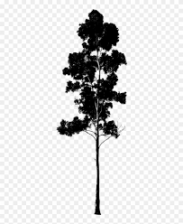 Eucalyptus leaves png collections download alot of images for eucalyptus leaves download free with high quality for designers. Gum Eucalyptus Pinterest Eucalyptus Tree Silhouette Hd Png Download 404x1000 1297699 Pngfind