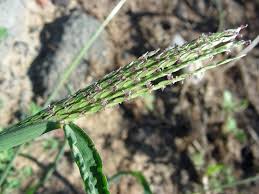 Image result for Digitaria compressa