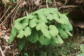 Image result for Jeffreya petitiana