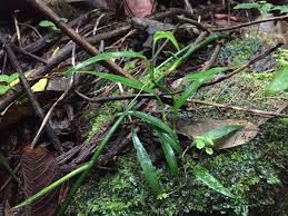 Image result for Adenia rumicifolia