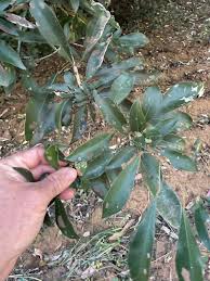 Image result for Cola greenwayi
