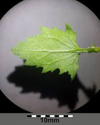 Image result for Chenopodiastrum