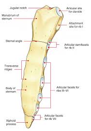 Externally, it is made up of compact bone. Easy Notes On Sternum Learn In Just 4 Minutes Earth S Lab