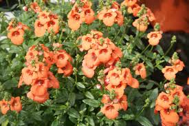 Image result for ostruhatka