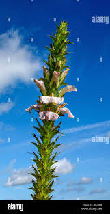 Image result for Acanthus montanus