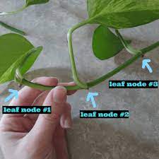 Check spelling or type a new query. How To Propagate Pothos In Water Or In Soil Pothos In Water Propagating Plants Easy Plants To Grow