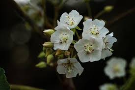 Image result for Dombeya shupangae