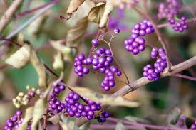 What S A Beautyberry 10 Intriguing Benefits Uses Studied Superfoodly