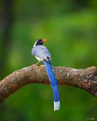 Image result for Pycnostachys coerulea