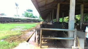 Lembu punya susu, sudah sewajarnya lembu yang dapat nama, sapi pergi main. Dulu Buruh Kini Peternak Ini Punya 1 000 Sapi