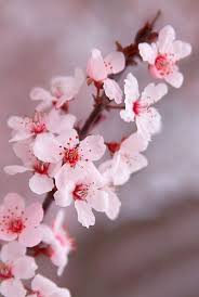 Cherry Blossoms At Abq Biopark Botanic Garden Splurgefrugal Com Cherry Blossom Flowers Cherry Blooms Flower Aesthetic 117,924 likes · 19 talking about this. cherry blossoms at abq biopark botanic