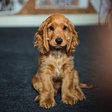Tips For Training Your Cocker Spaniel Cocker Spaniel Cocker Spaniel Dog Cocker Spaniel Puppies