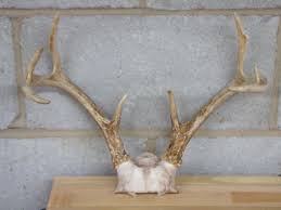 Collection of deer antler mounts & antlers on rustic wood boards diy fabric covered antler mount. Mounting Deer Antlers 10 Steps With Pictures Instructables