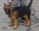 Purebred German Shepherd Puppies For Sale - Fleischerheim ...