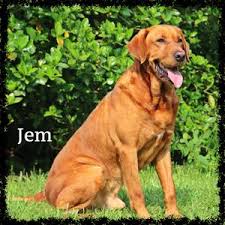 Check spelling or type a new query. Old House Labrador Retrievers Top Ny Fox Red Yellow Chocolate Black Labrador Retriever Breeder Home