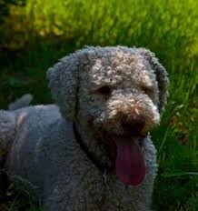We did not find results for: Lagotto Romagnolo Information Dog Breed Facts Dogell Com