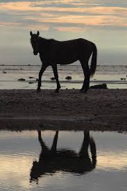 He tried signaling every ship he saw, but none of them spotted him. Fijian Horses The Amateur