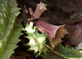 Image result for Huernia levyi