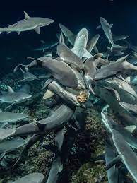 He Wanted to Photograph a Shark Feeding Frenzy. It Took 3,000 Dive Hours