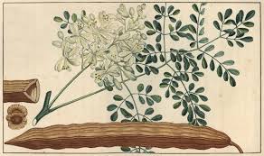 Image result for Moringa