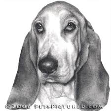 Black And White Basset Hound Puppy Basset Hound Portrait Original Pencil Drawing Prints Apparel Gifts Pencil Pastel Watercolor Painting Dog Face Drawing Watercolor Dog Dog Portraits