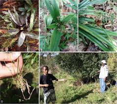 Image result for Cyperus mapanioides