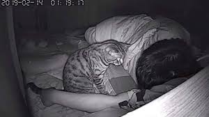 Adam Gizli Kamera Kurdu Ve Kedi O Uyurken Bunlari Yapti Youtube