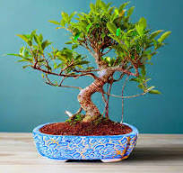 12-Year-Old Ficus Bonsai Tree Auspicious Gift