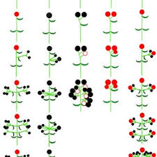 Image result for Monadenium filiforme