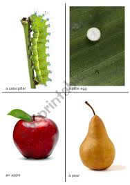 The very hungry caterpillar activities. The Very Hungry Caterpillar Flash Cards 1 Of 2 Esl Worksheet By Robirimini