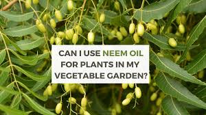 So we know neem oil for plants is an excellent solution, but what about for humans? Can I Use Neem Oil For Plants Smart Money Green Planet